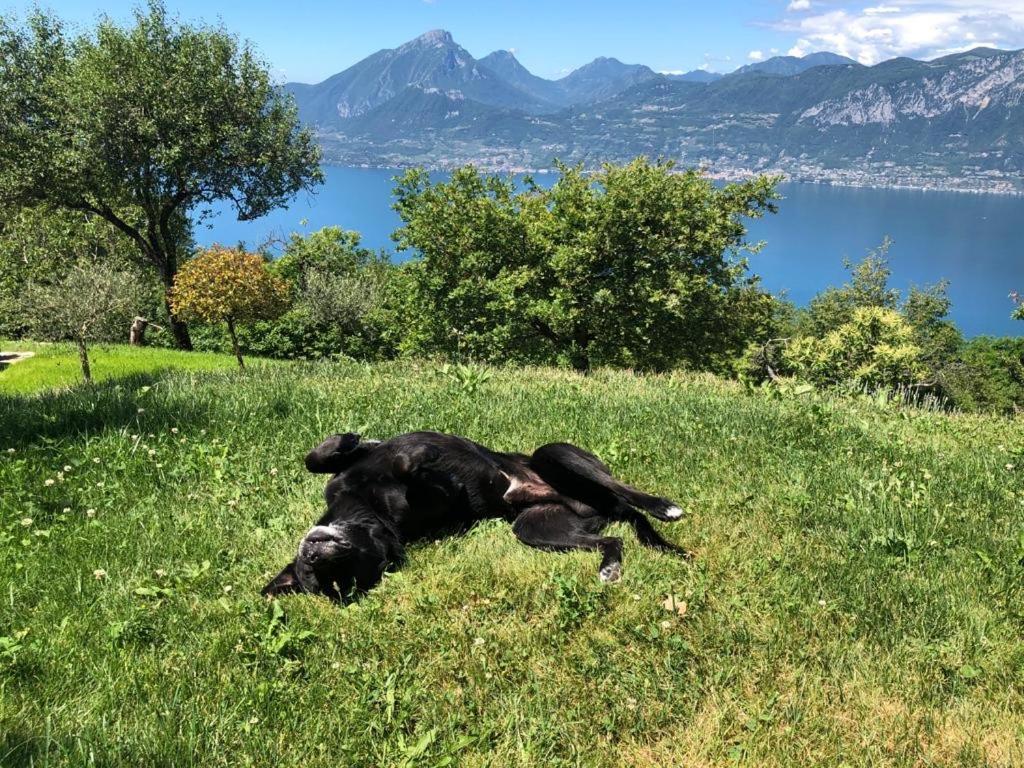 Favai Hills Your Secret Hideaway Brenzone sul Garda Buitenkant foto